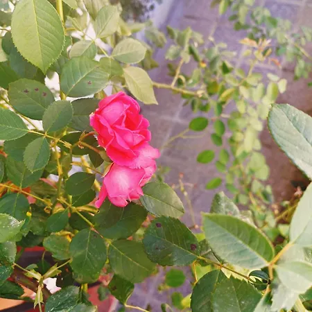 Il Roseto Di Anna *