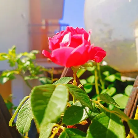 Il Roseto Di Anna شقة *