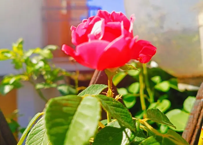 Il Roseto Di Anna Apartamento *